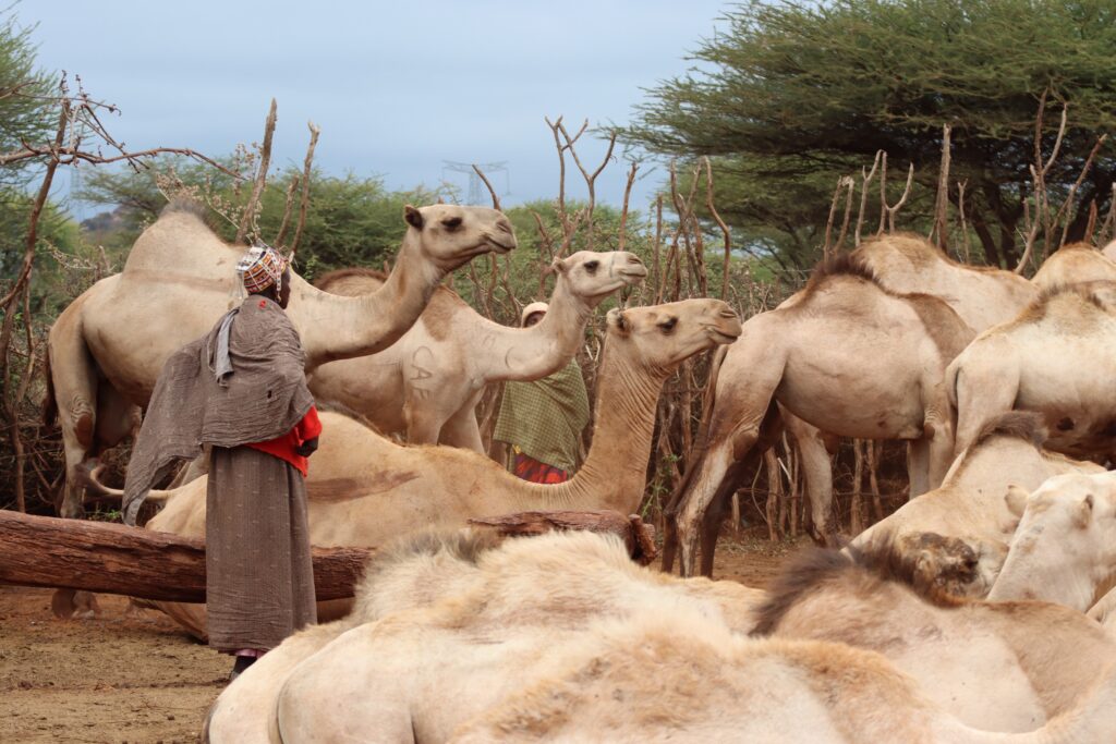 camels