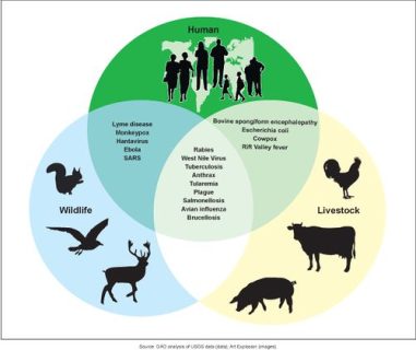 zoonotic